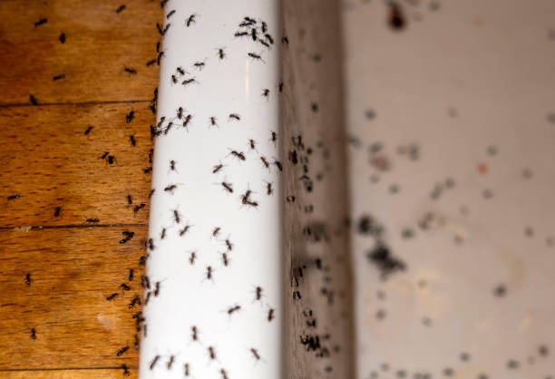 Best Flea Control Services  in Homewood, AL