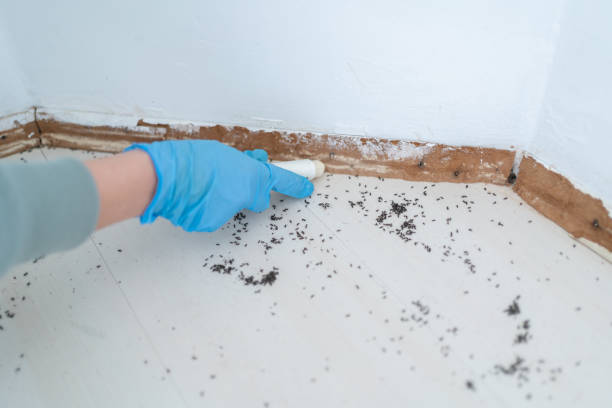 Best Affordable Pest Control Services  in Homewood, AL